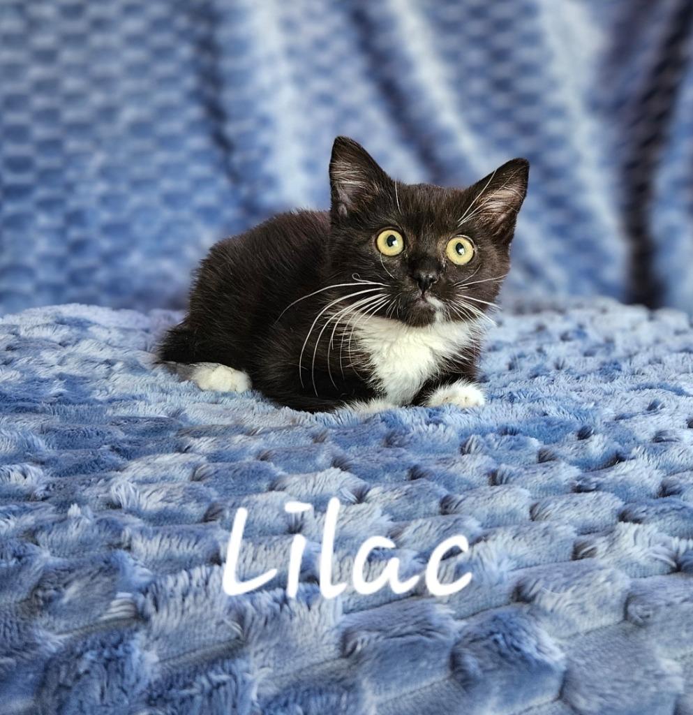 Lilac, a Adoptable mixed breed in San Jacinto, CA image 2/3