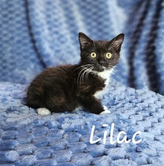 Lilac, Adoptable, Young Female Domestic Long Hair.