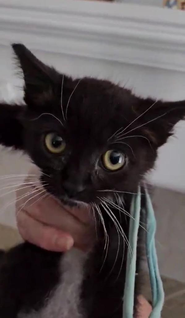 Enlarge Lilac, a Adoptable mixed breed in San Jacinto, CA image 3/3