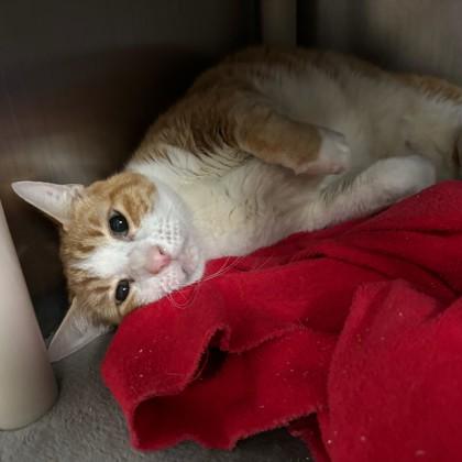 Sunny, Adoptable, Adult Male Domestic Short Hair & Domestic Short Hair.