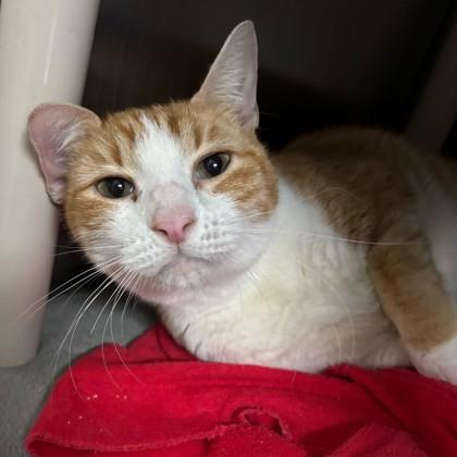 Enlarge Sunny, a Adoptable Domestic Short Hair in Bryan, TX image 2/2