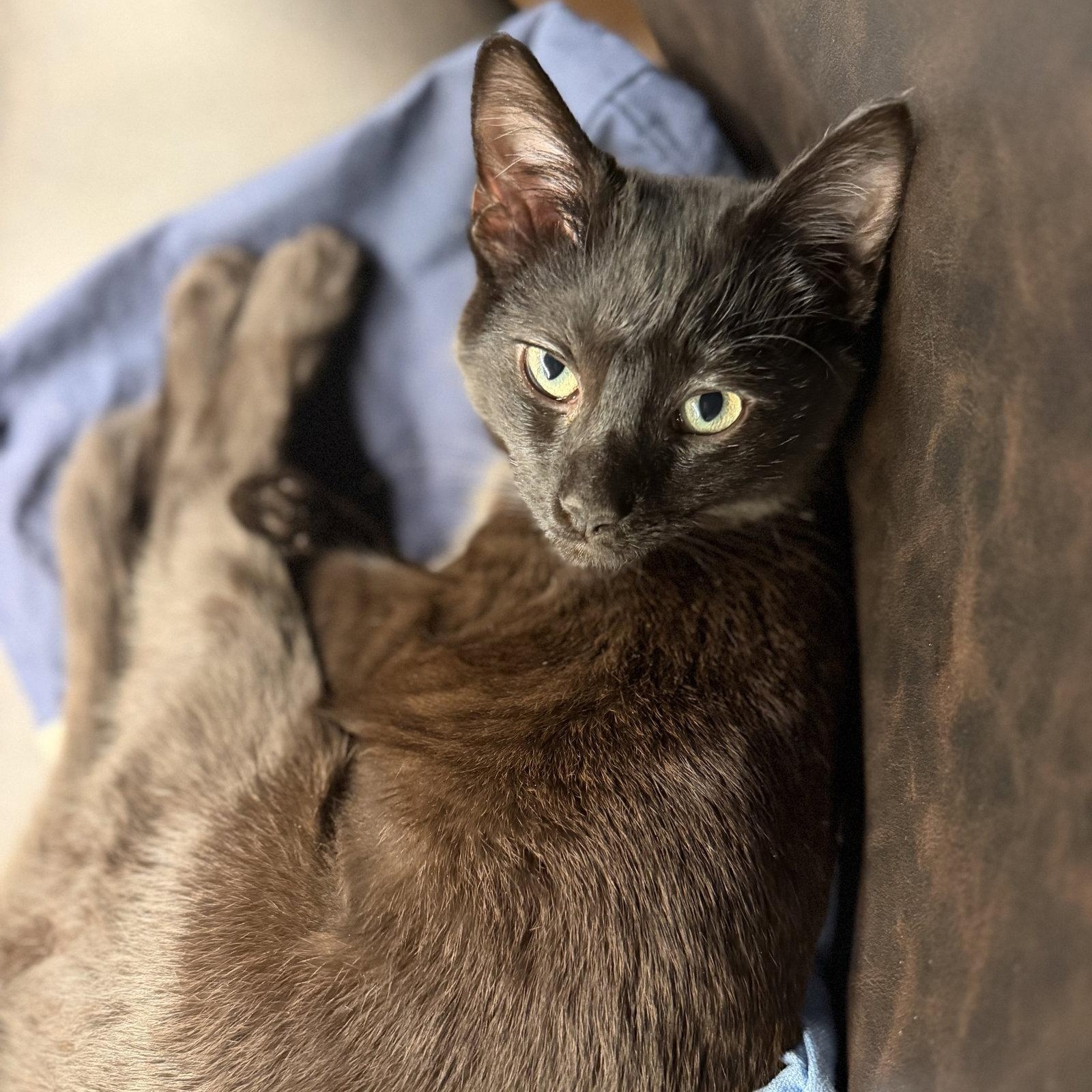 Enlarge Yang, a Adoptable Domestic Short Hair in Reston, VA image 1/3