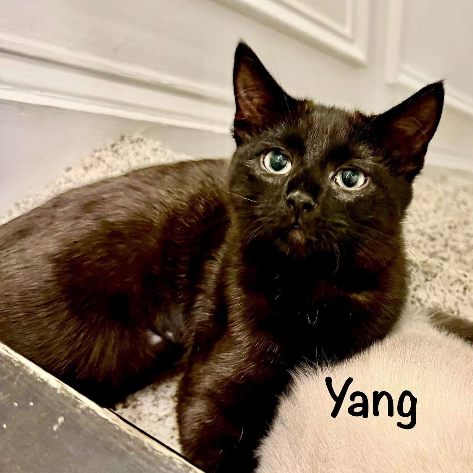 Enlarge Yang, a Adoptable Domestic Short Hair in Reston, VA image 2/3