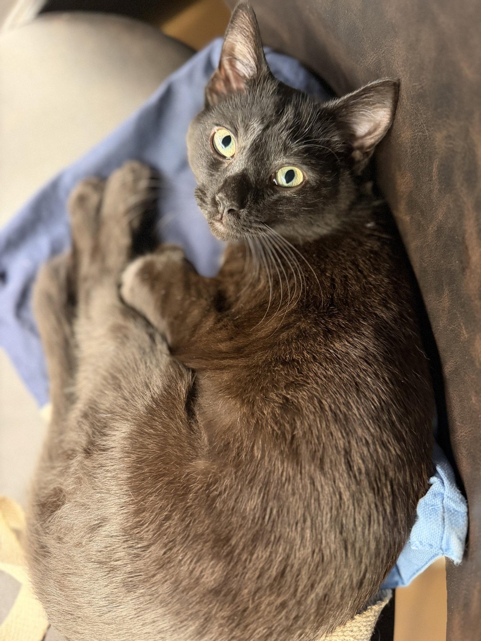 Enlarge Yang, a Adoptable Domestic Short Hair in Reston, VA image 3/3
