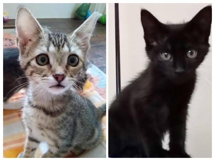 Roxanne & Buddy Holly, Young Male Domestic Short Hair
