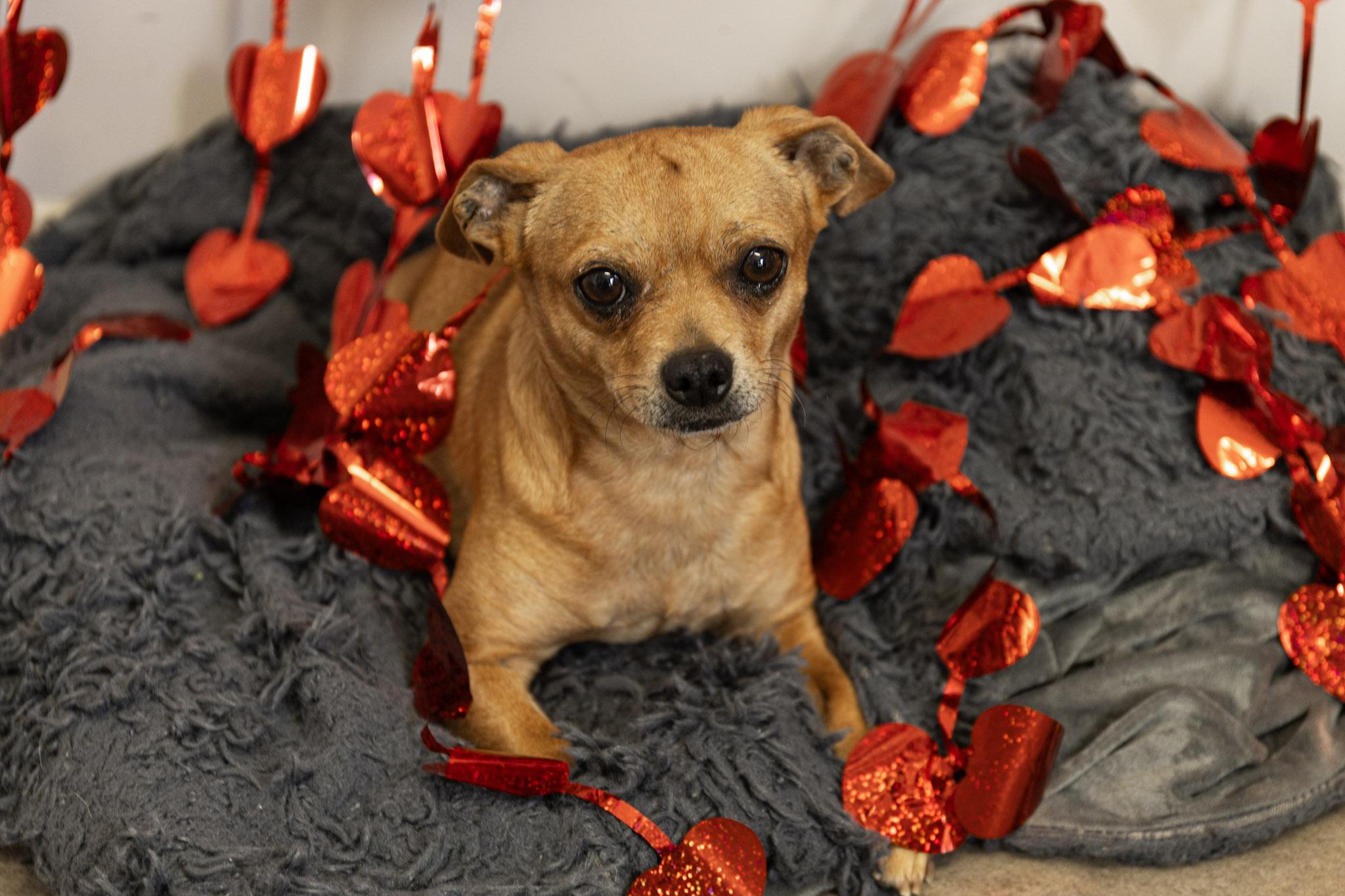 Pancho, adopted, Adult Male Chihuahua.