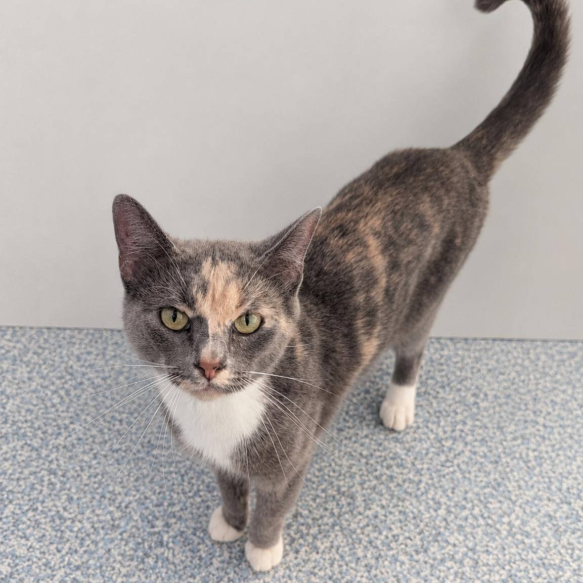 Freedom, ADOPTABLE, Adult Female Domestic Short Hair.