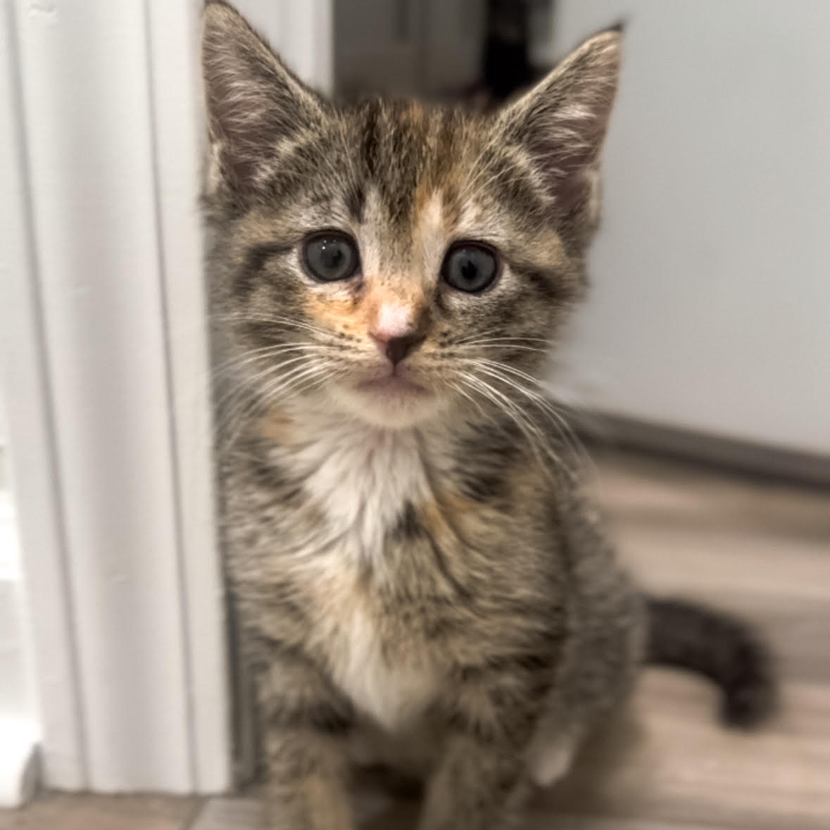 Enlarge Parmesan, a Adopted Domestic Short Hair in Mount Meigs, AL image 1/1