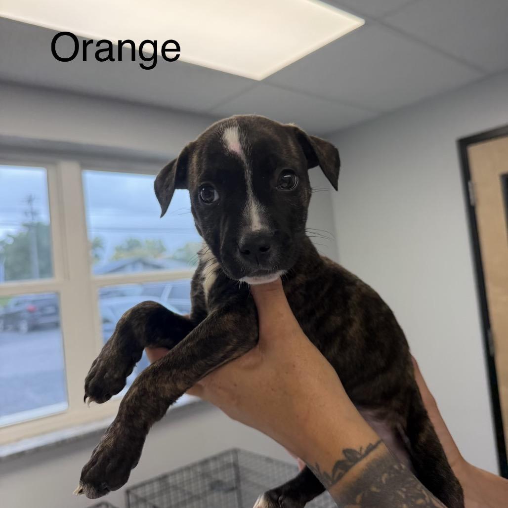 Enlarge Wesley, a Adoptable Pit Bull Terrier in Watertown, NY image 1/2