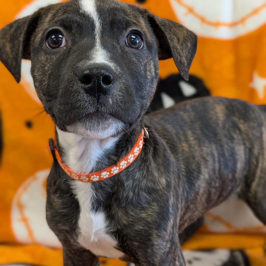 Enlarge Wesley, a Adoptable Pit Bull Terrier in Watertown, NY image 2/2