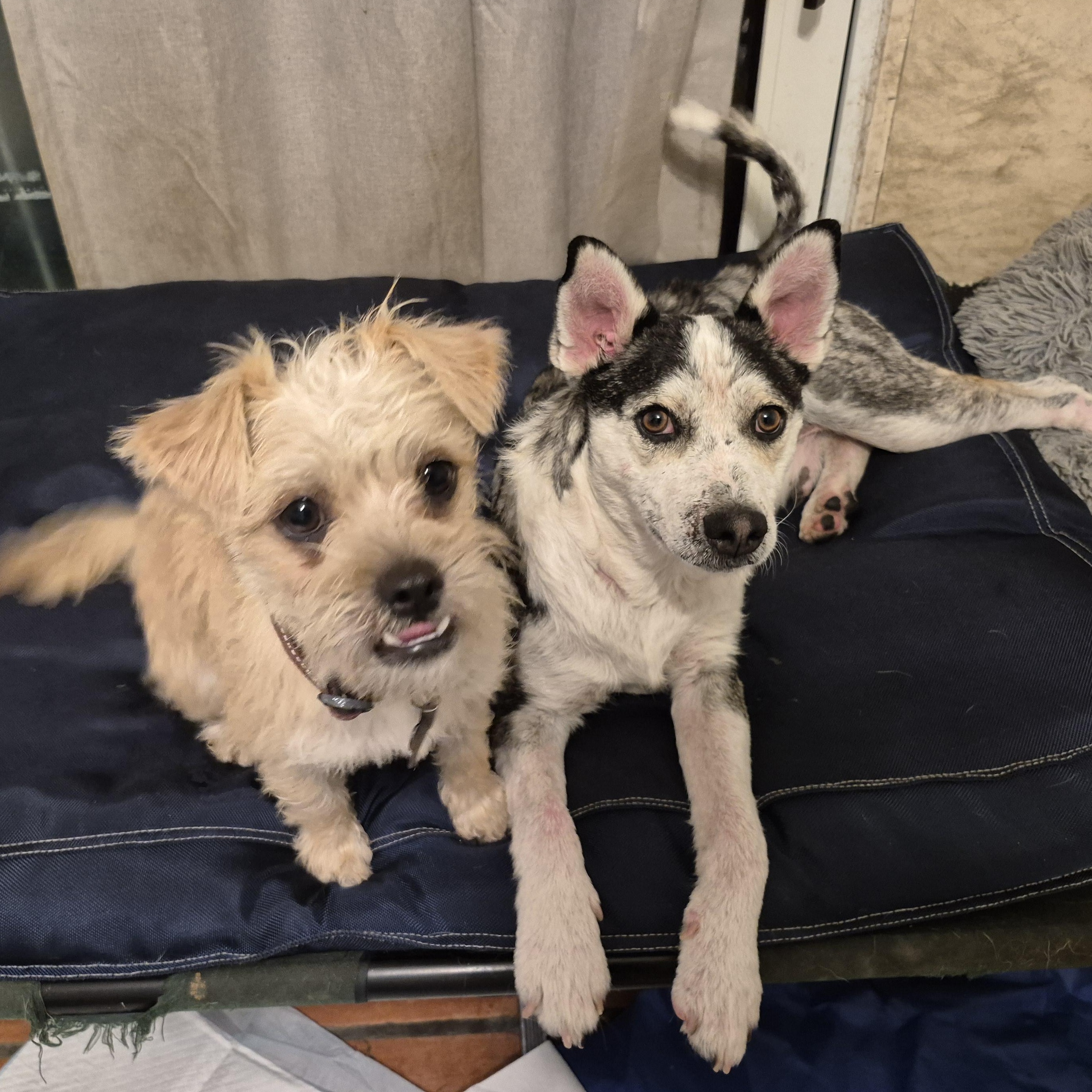 Mr. Patches! thumbnail 2