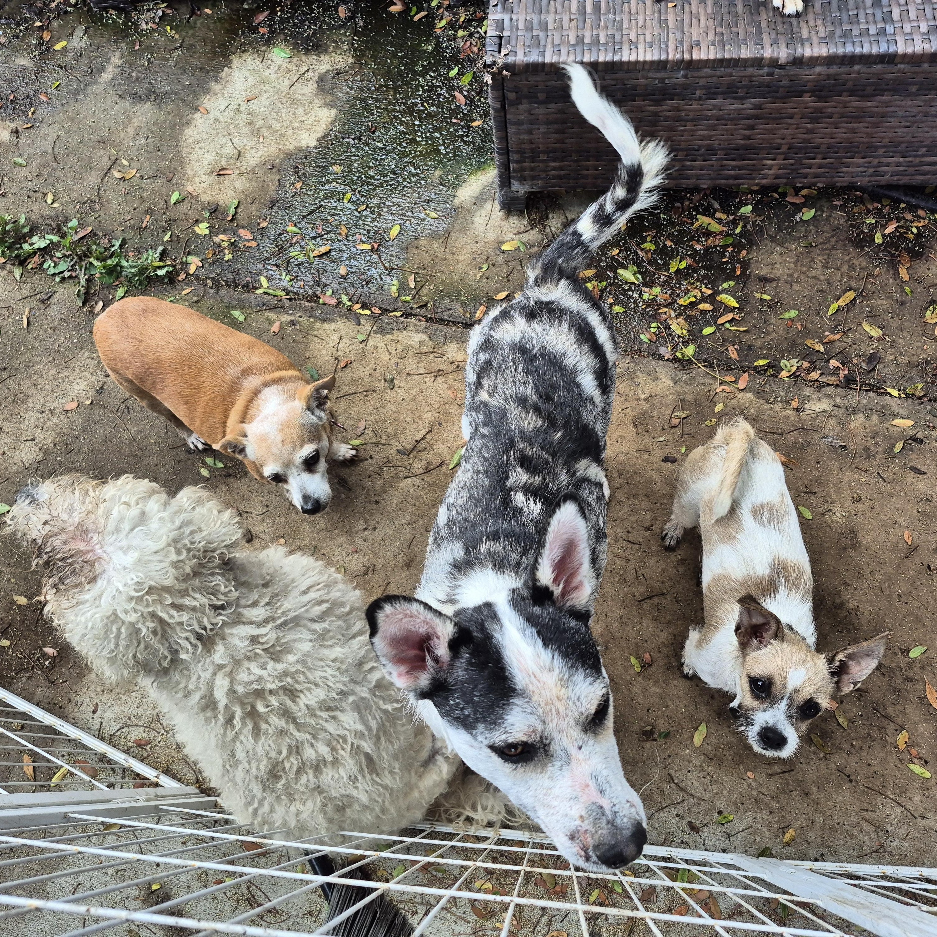 Mr. Patches! thumbnail 3