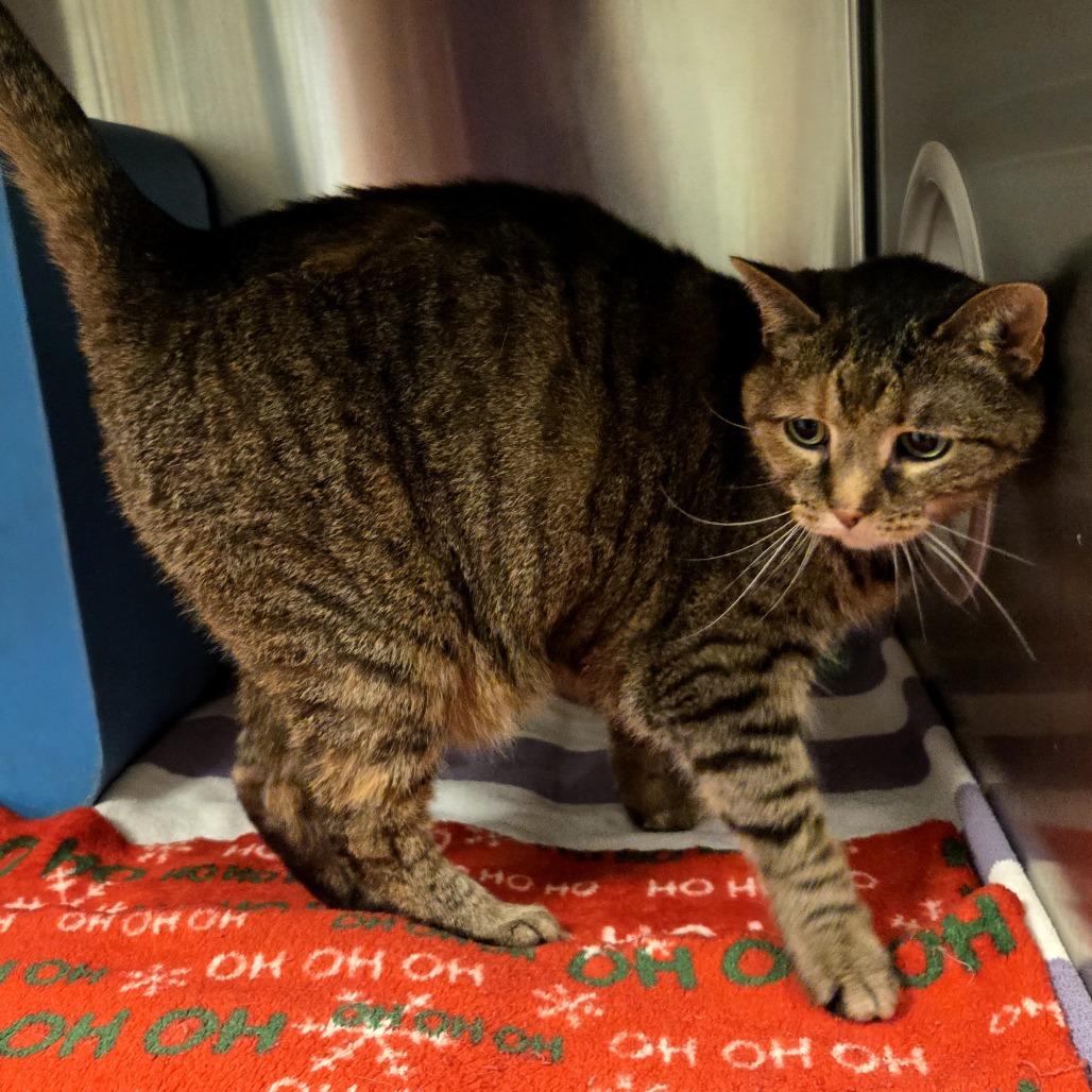 Shieva, Adoptable, Senior Female Domestic Short Hair.