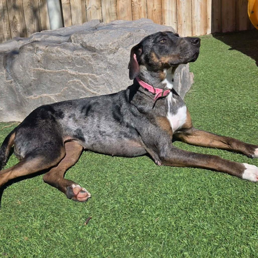 Allie, Adoptable, Adult Female Catahoula Leopard Dog & Redbone Coonhound.