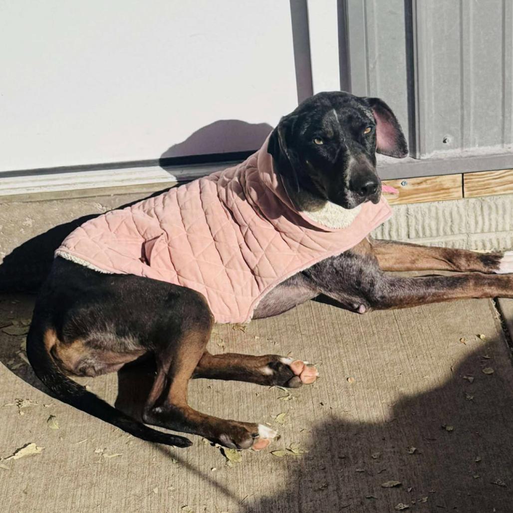 Enlarge Allie, a Adoptable mixed breed in Coralville, IA image 2/6