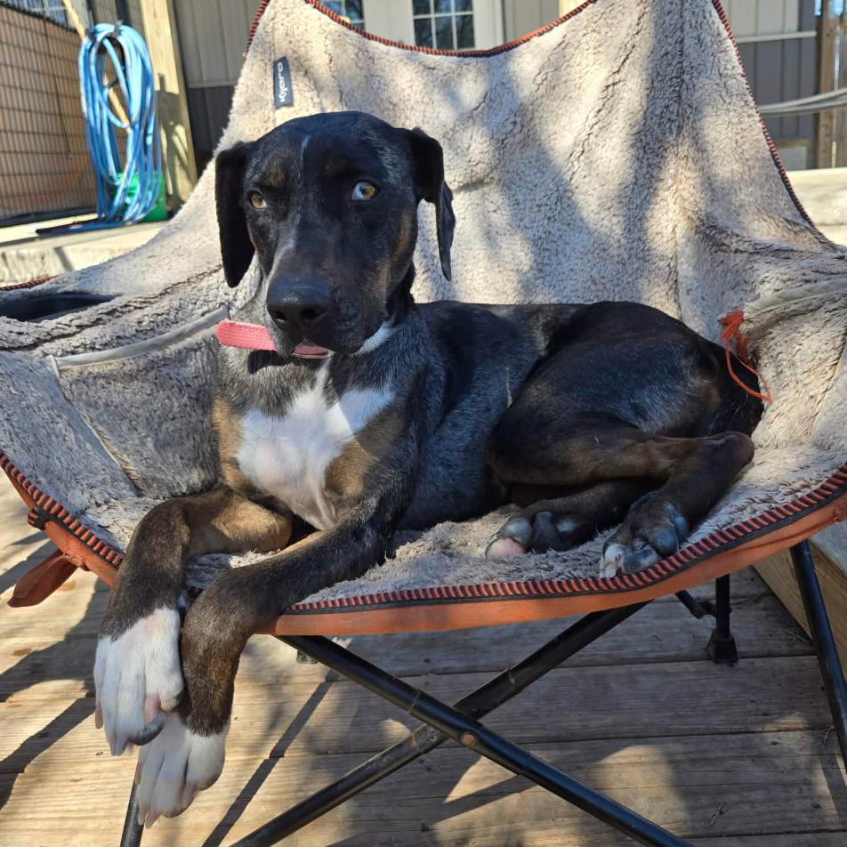 Enlarge Allie, a Adoptable mixed breed in Coralville, IA image 3/6