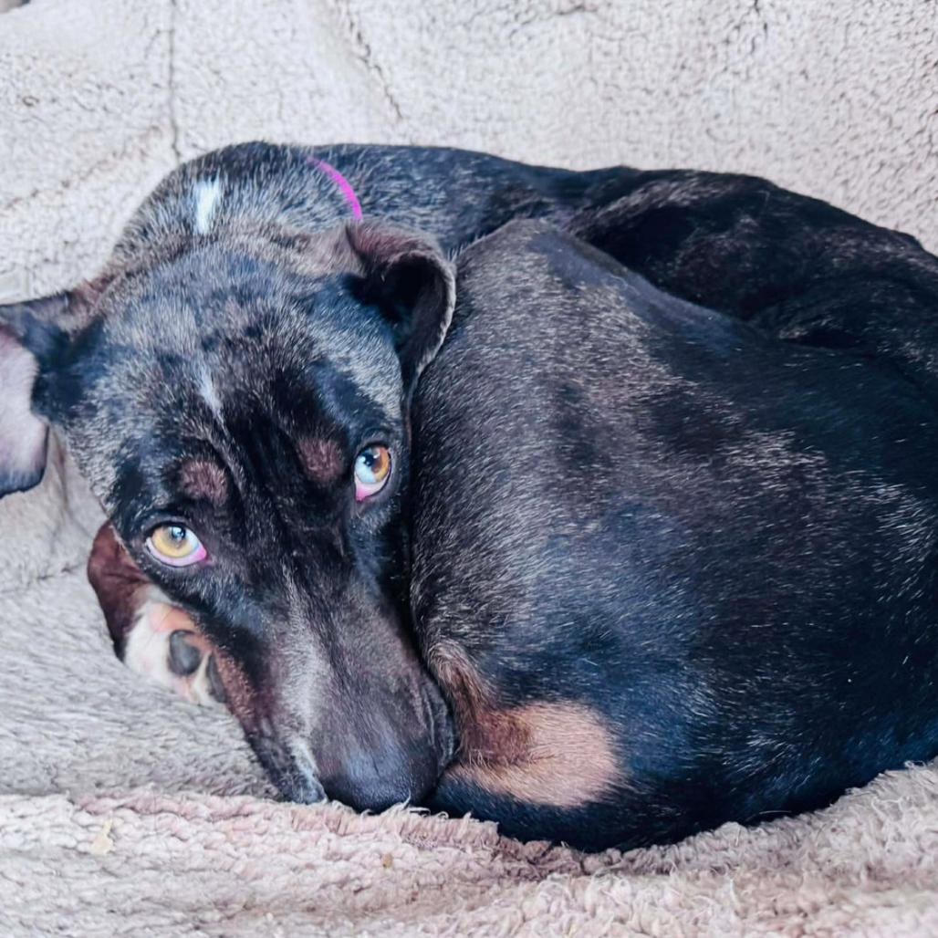 Enlarge Allie, a Adoptable mixed breed in Coralville, IA image 4/6