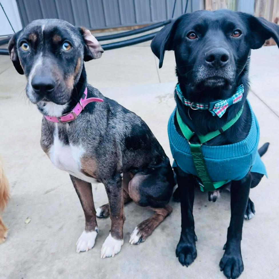 Enlarge Allie, a Adoptable mixed breed in Coralville, IA image 5/6