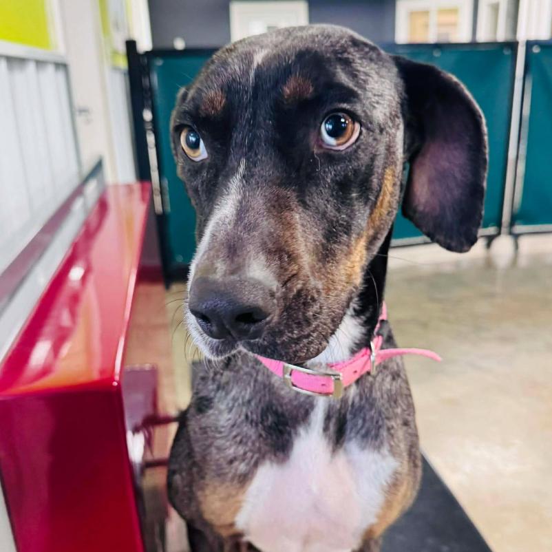 Enlarge Allie, a Adoptable mixed breed in Coralville, IA image 6/6
