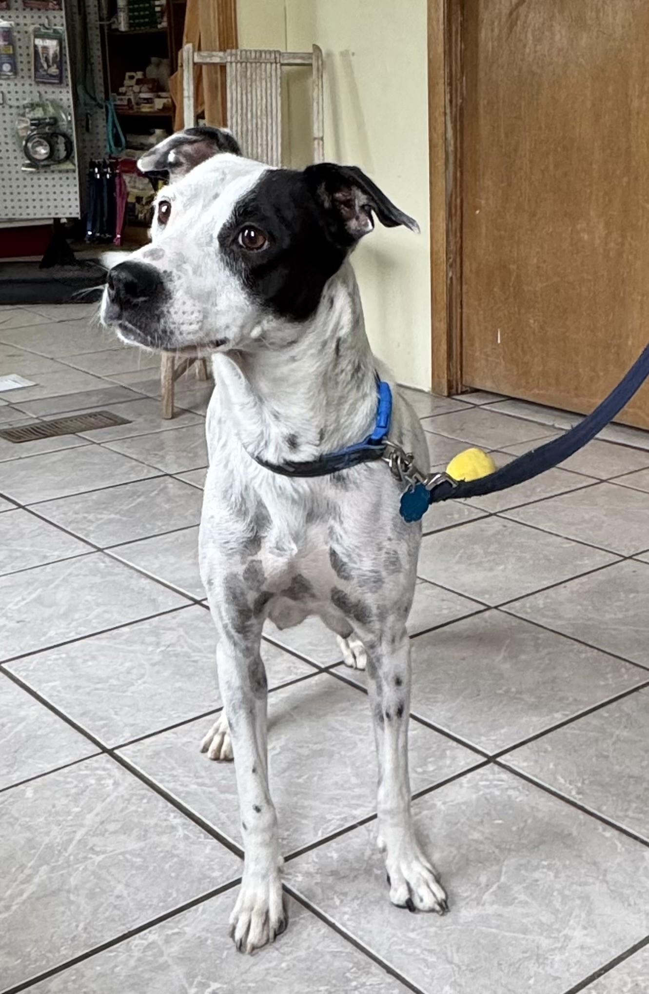 Wednesday, an adoptable Pointer in Grant, NE, 69140 | Photo Image 1