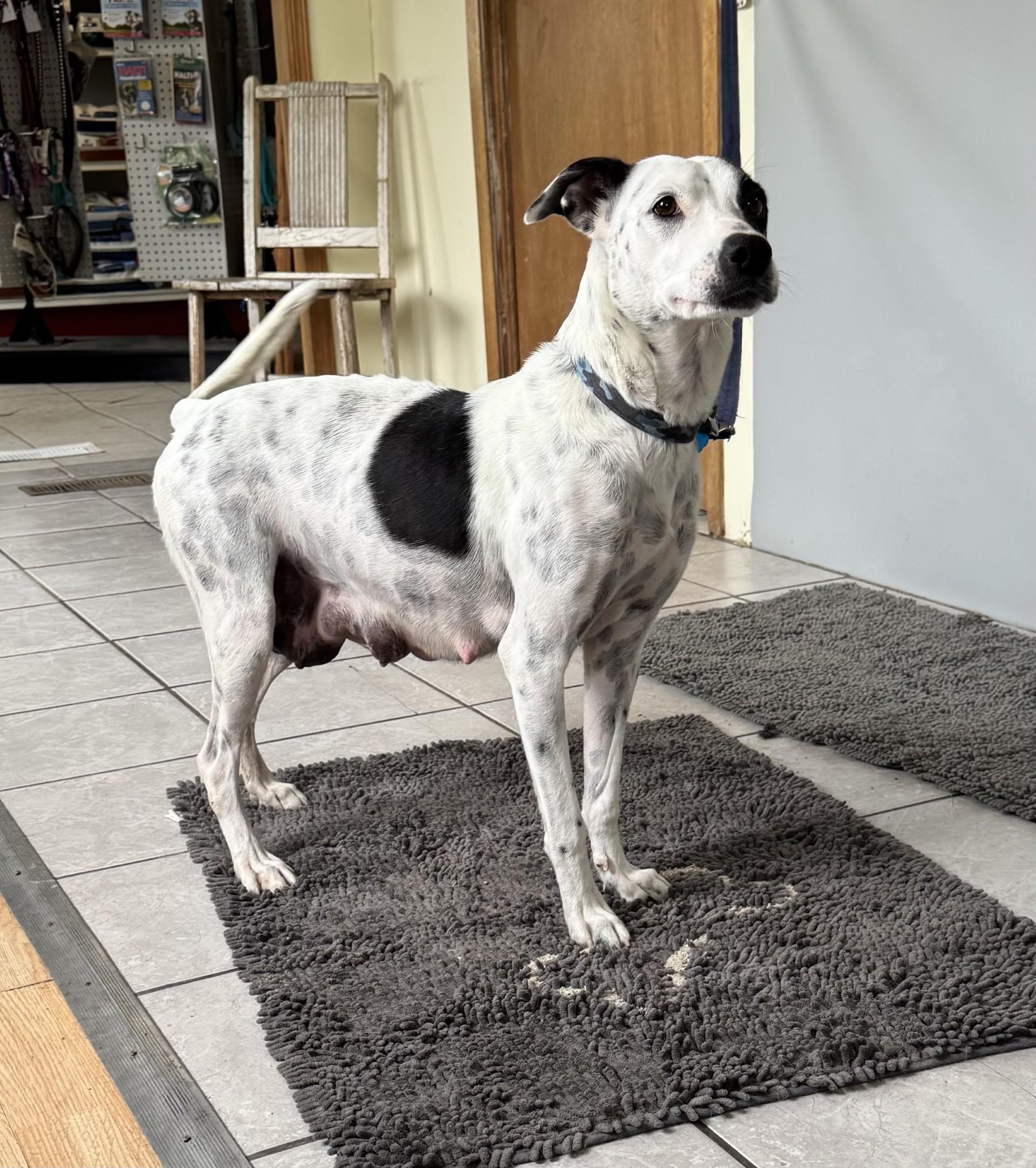 Wednesday, an adoptable Pointer in Grant, NE, 69140 | Photo Image 3
