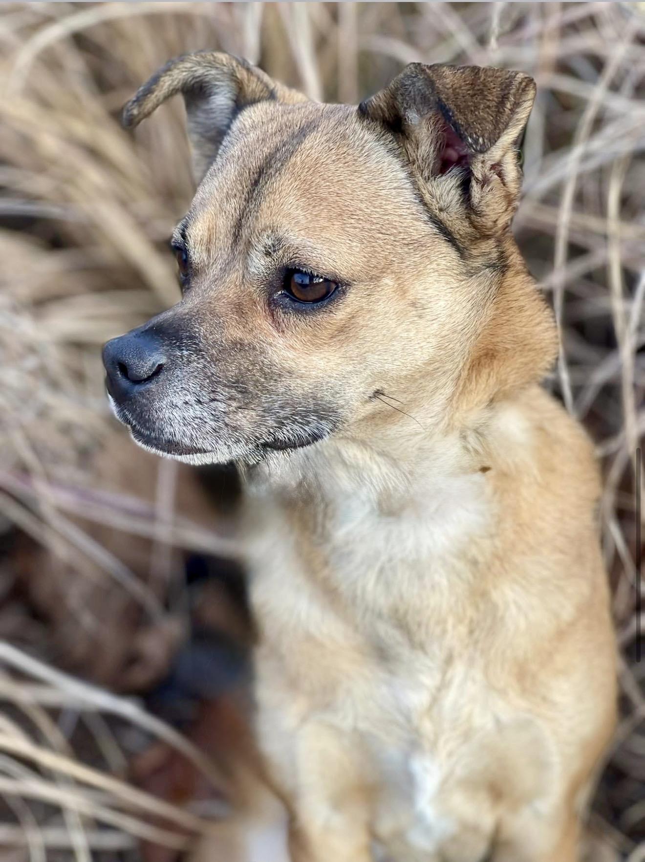 Enlarge Mila, a Adoptable mixed breed in Milton, FL image 6/6