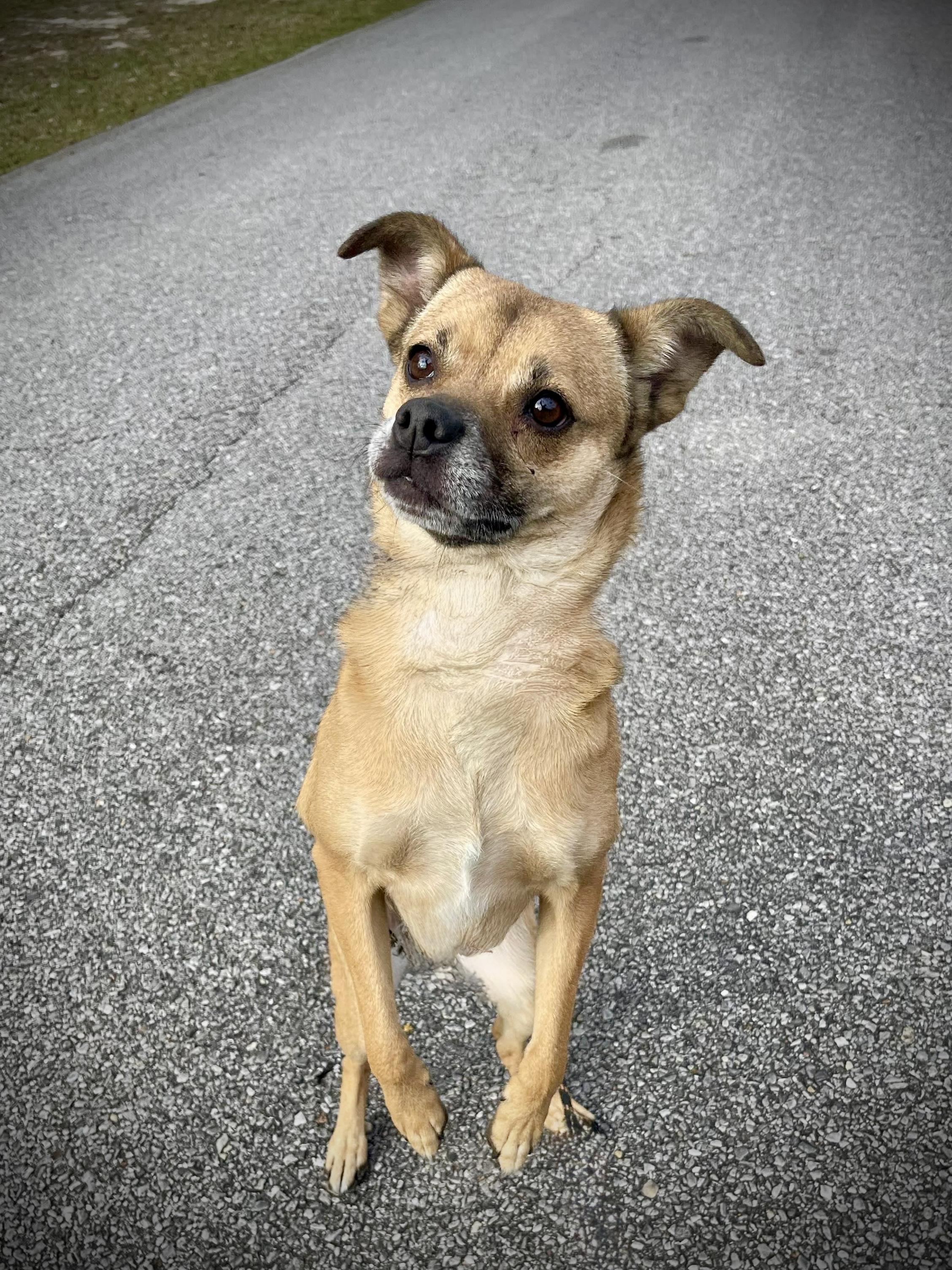 Enlarge Mila, a Adoptable mixed breed in Milton, FL image 4/5