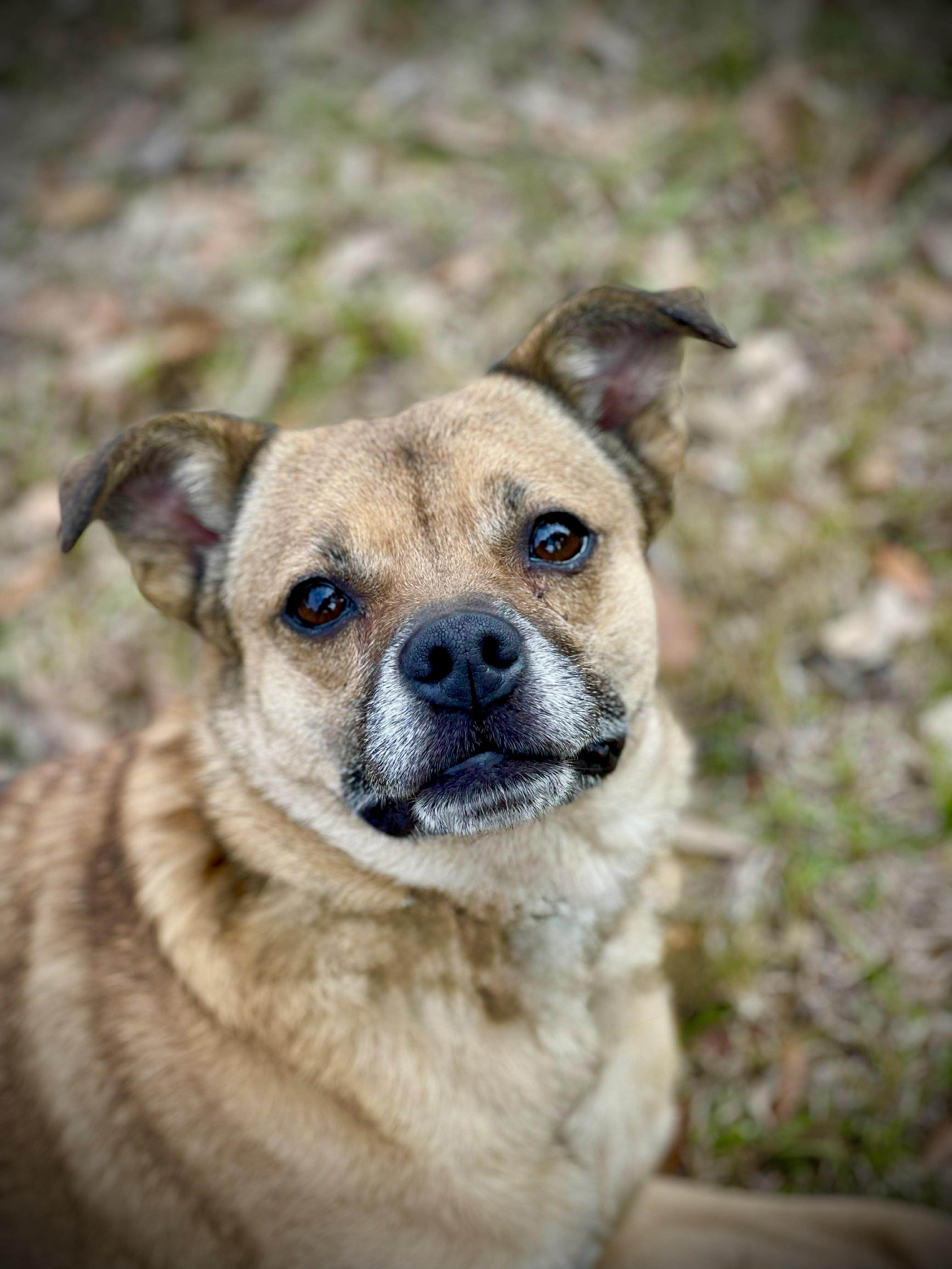 Enlarge Mila, a Adoptable mixed breed in Milton, FL image 5/5