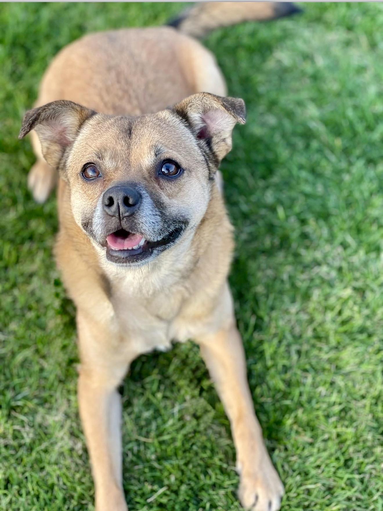 Enlarge Mila, a Adoptable mixed breed in Milton, FL image 1/6