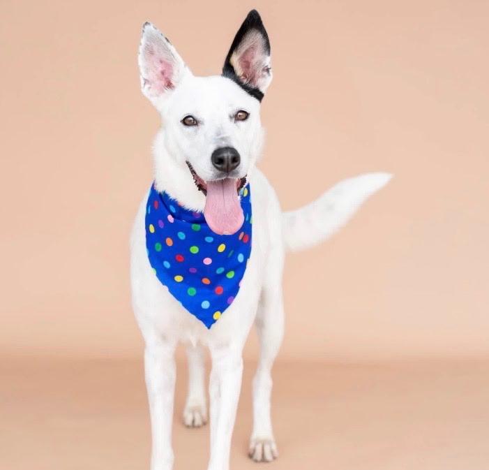 Enlarge Tipsy, a Adoptable mixed breed in Williston, VT image 1/3
