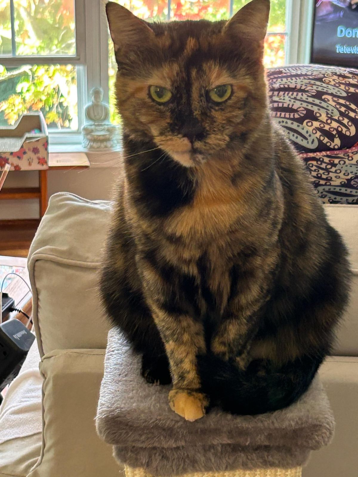 Enlarge Maggie, a Adoptable mixed breed in Lake Orion, MI image 3/4