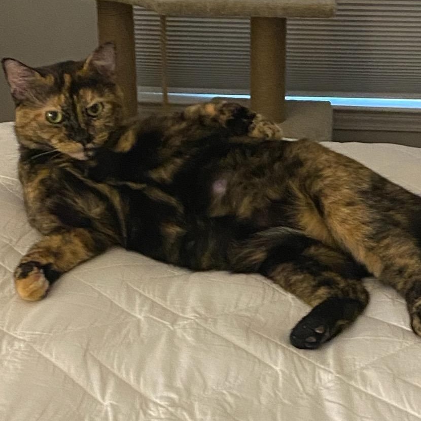 Enlarge Maggie, a Adoptable mixed breed in Lake Orion, MI image 2/4