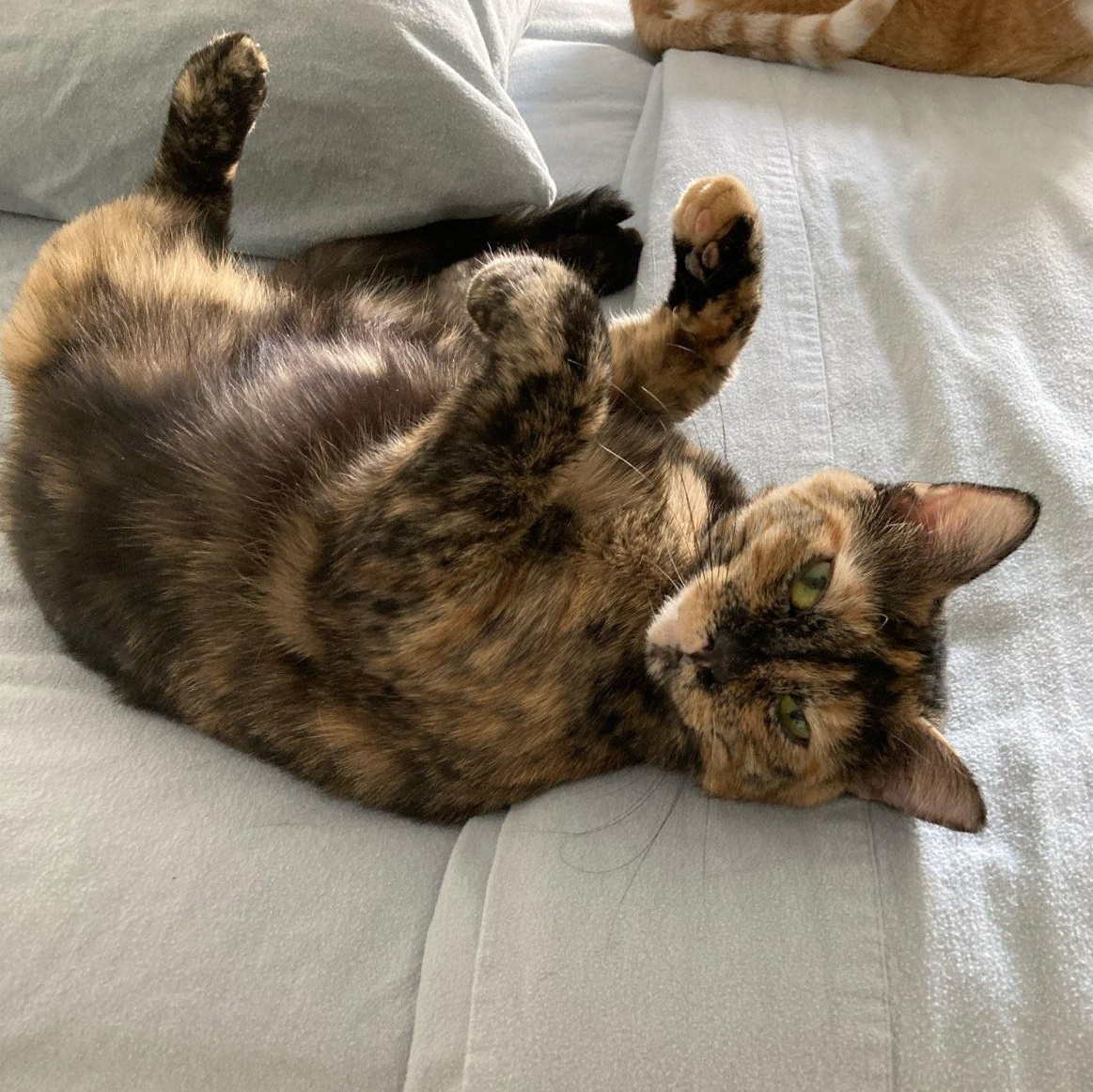 Enlarge Maggie, a Adoptable mixed breed in Lake Orion, MI image 4/4