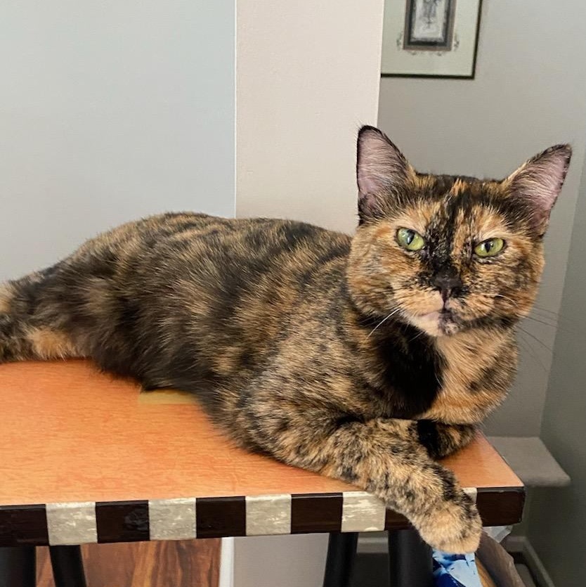 Enlarge Maggie, a Adoptable mixed breed in Lake Orion, MI image 1/4