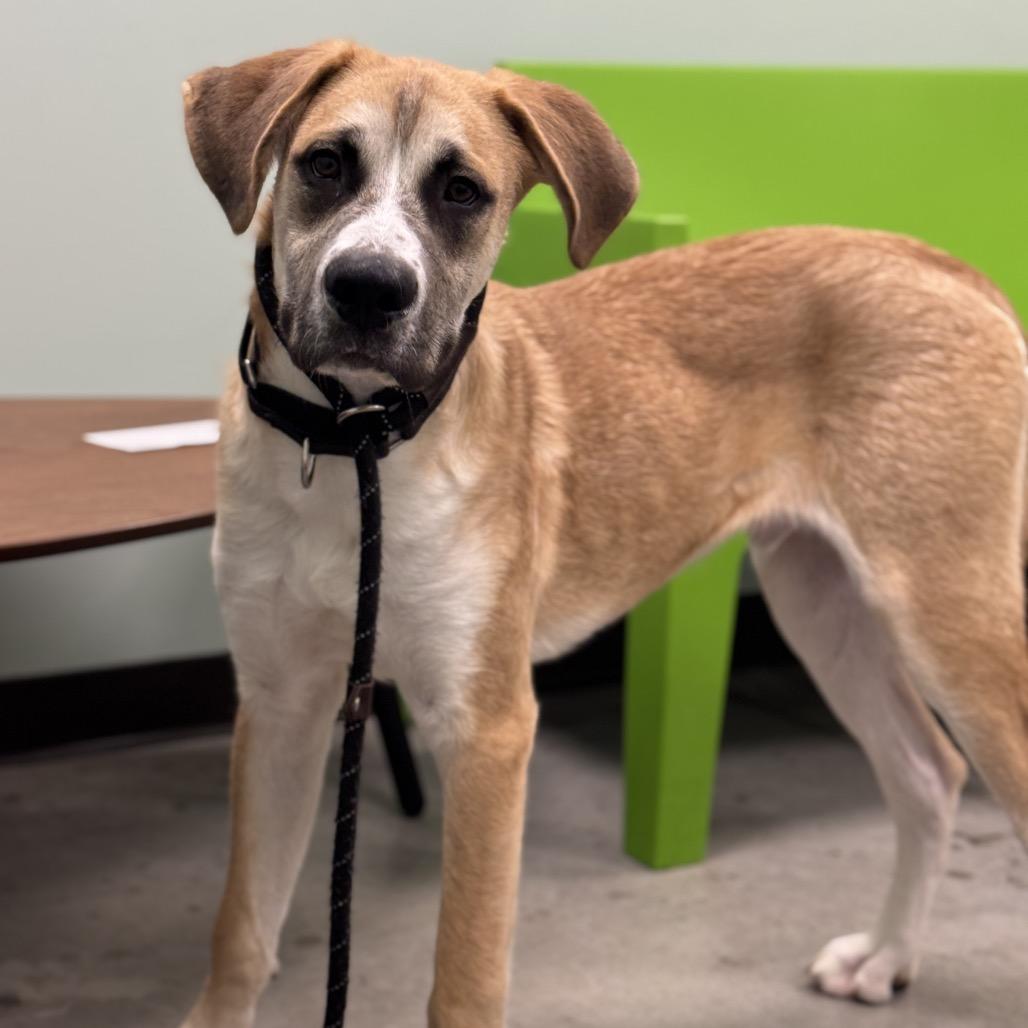 Bandit, Adoptable, Young Male Mixed Breed.