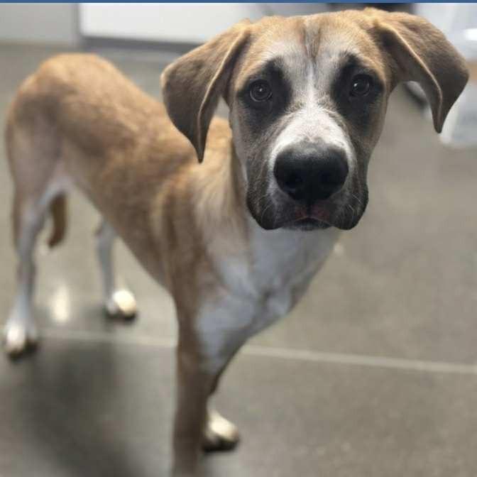 Enlarge Bandit, a Adoptable Mixed Breed in Washington Township, OH image 1/1