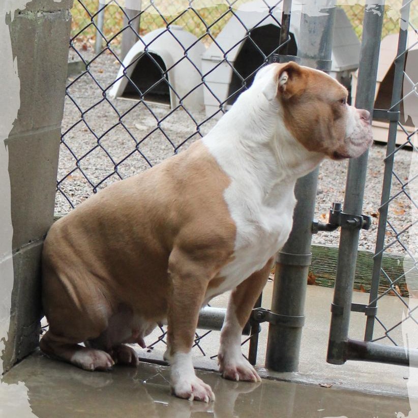 Thelma, a Adoptable English Bulldog in Amelia, OH image 2/2