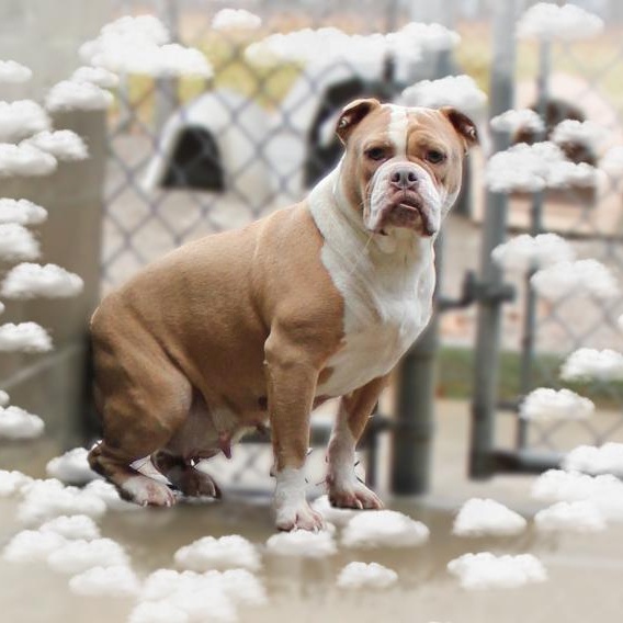 Thelma, a Adoptable English Bulldog in Amelia, OH image 1/2