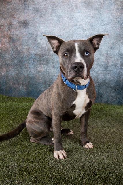 JAKE, Adoptable, Adult Male American Bulldog.