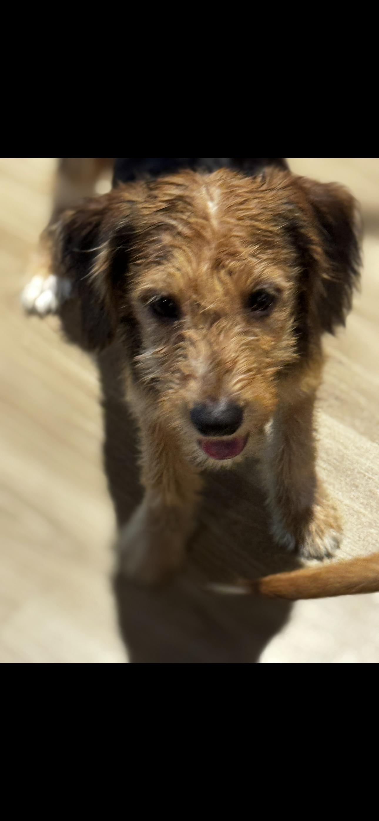 Enlarge Mariah, an adopted Mixed Breed in Chesterfield, MO image 1/3