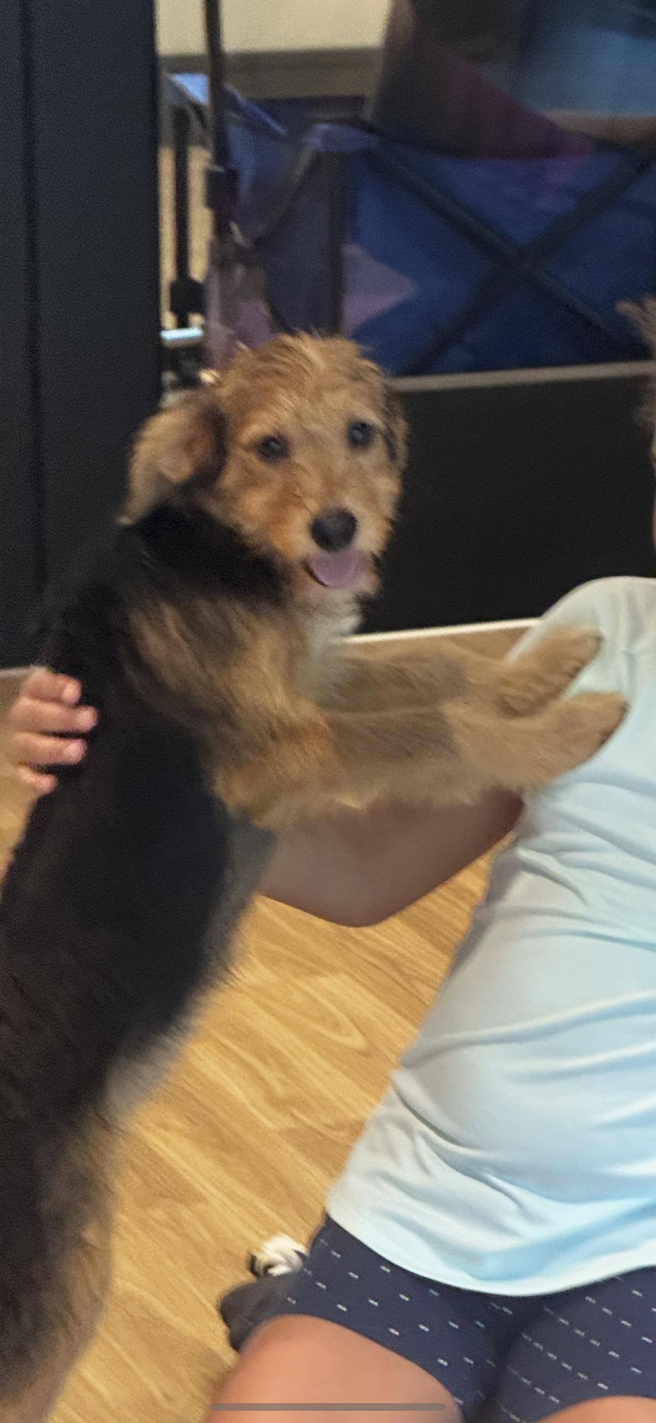 Enlarge Mariah, an adopted Mixed Breed in Chesterfield, MO image 2/3