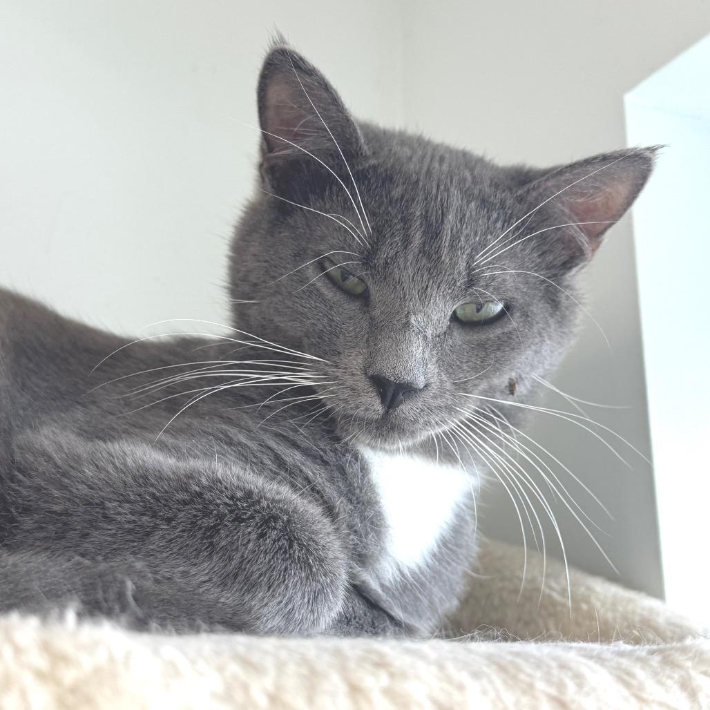 Chip, a Adoptable Domestic Short Hair in Zimmerman, MN image 1/3