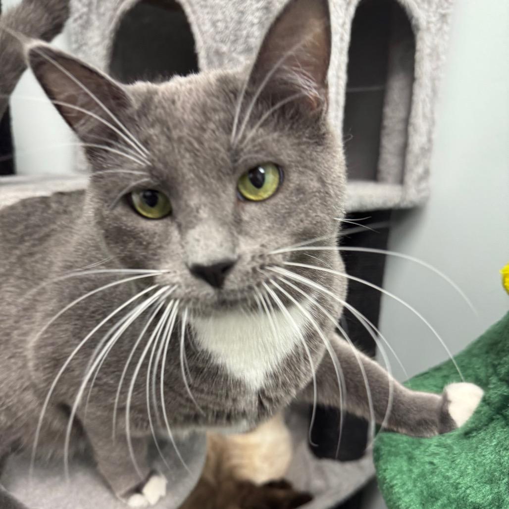 Chip, a Adoptable Domestic Short Hair in Zimmerman, MN image 2/3