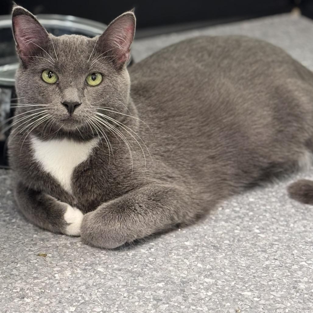 Chip, a Adoptable Domestic Short Hair in Zimmerman, MN image 3/3