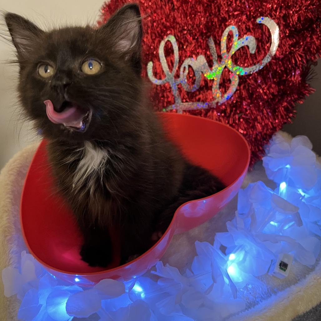 Porthos (adopt with a sibling), Adoptable, Kitten Male Domestic Short Hair.