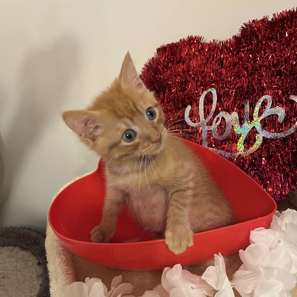 Enlarge Porthos (adopt with a sibling), a Adoptable Domestic Short Hair in Fayetteville, GA image 3/6