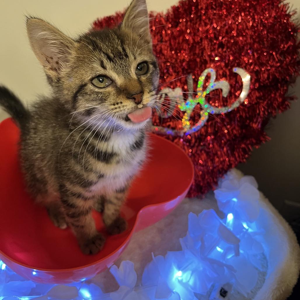 Enlarge Porthos (adopt with a sibling), a Adoptable Domestic Short Hair in Fayetteville, GA image 4/6