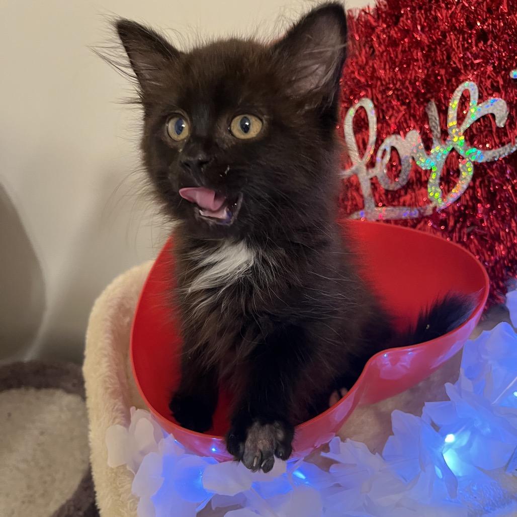 Enlarge Porthos (adopt with a sibling), a Adoptable Domestic Short Hair in Fayetteville, GA image 5/6