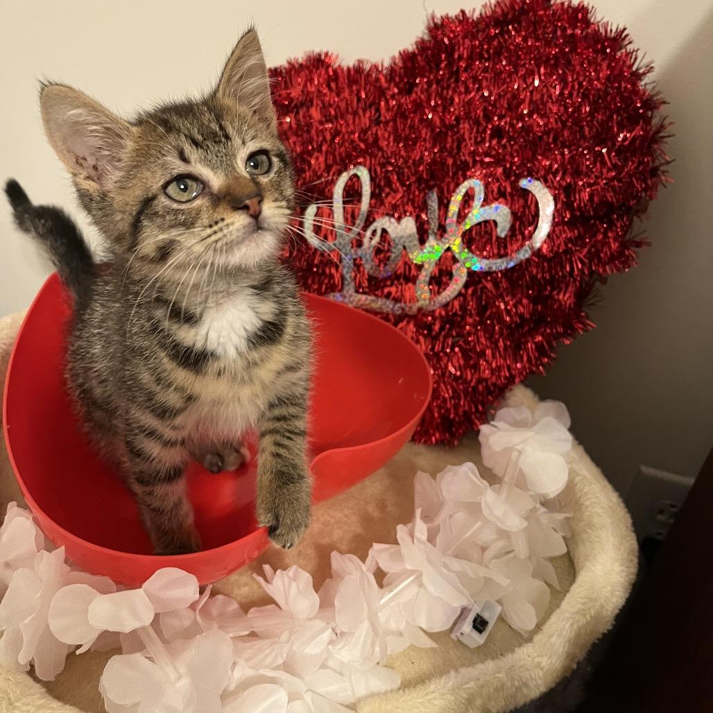 Enlarge Porthos (adopt with a sibling), a Adoptable Domestic Short Hair in Fayetteville, GA image 6/6