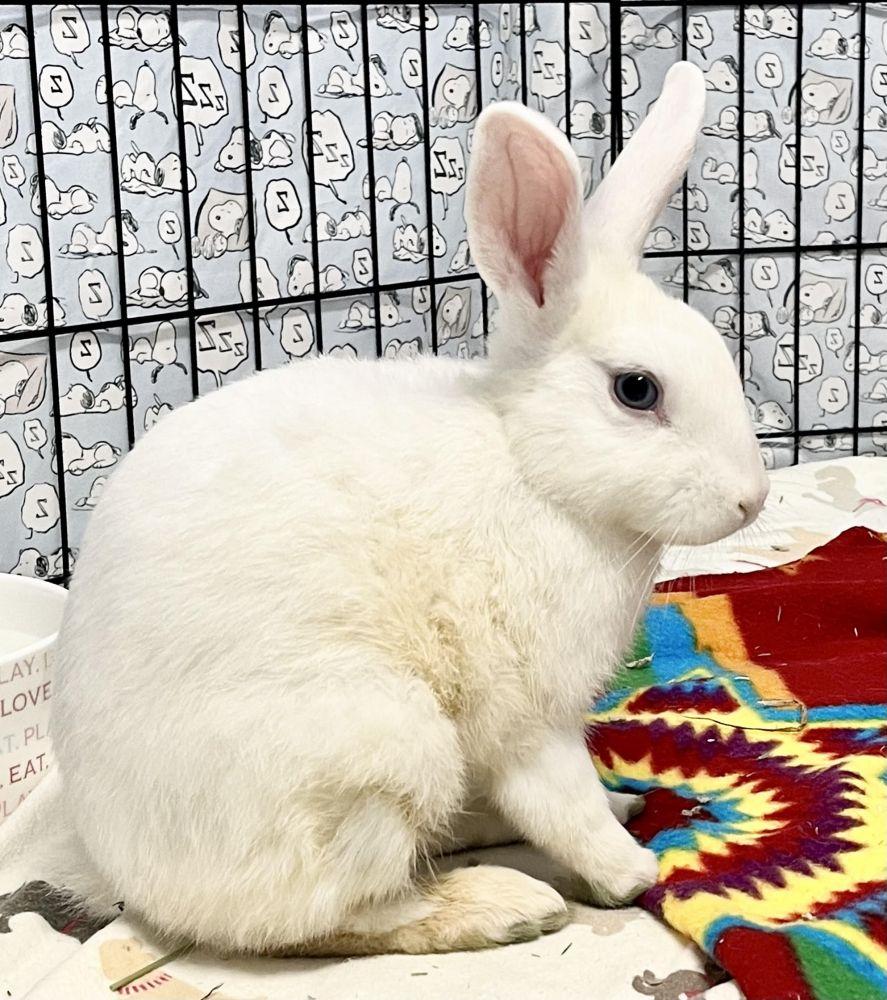 Enlarge Snow, a Adoptable mixed breed in Alexandria, VA image 1/2